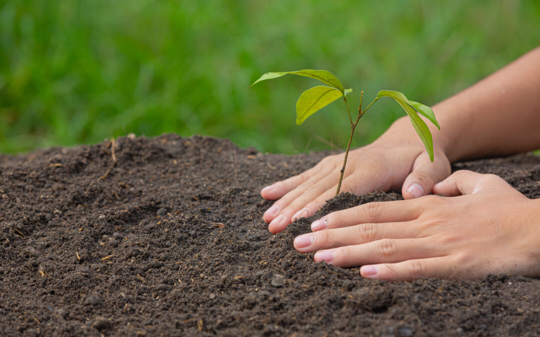 Meno tasse per chi pianta alberi. Tempo fino al 31 dicembre