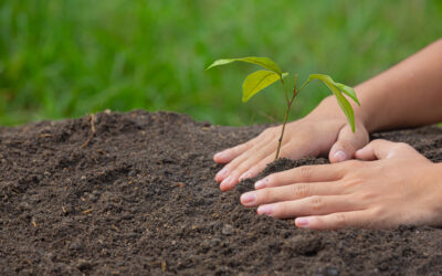 Meno tasse per chi pianta alberi. Tempo fino al 31 dicembre